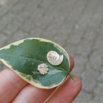 "Nature details - Kagyló" ezüst fülbevaló